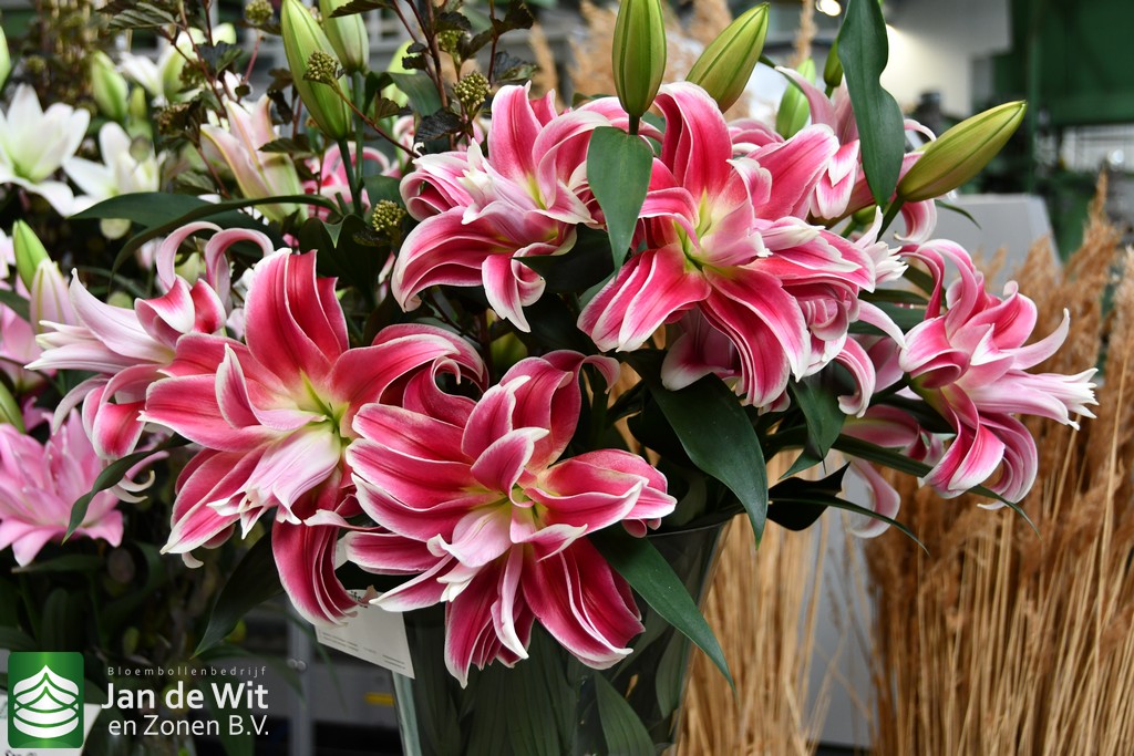 Thanks for coming to the Dutch Lily Days 2026 | ニュース | Jan de